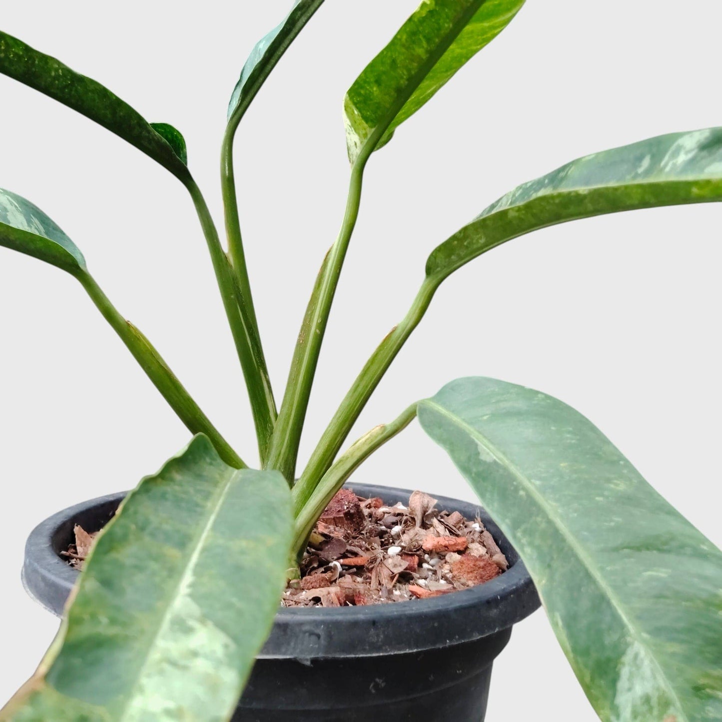 Epipremnum Giganteum Variegated | Rare Giant Variegated Aroid Plant (30–38 CM) | With Pot