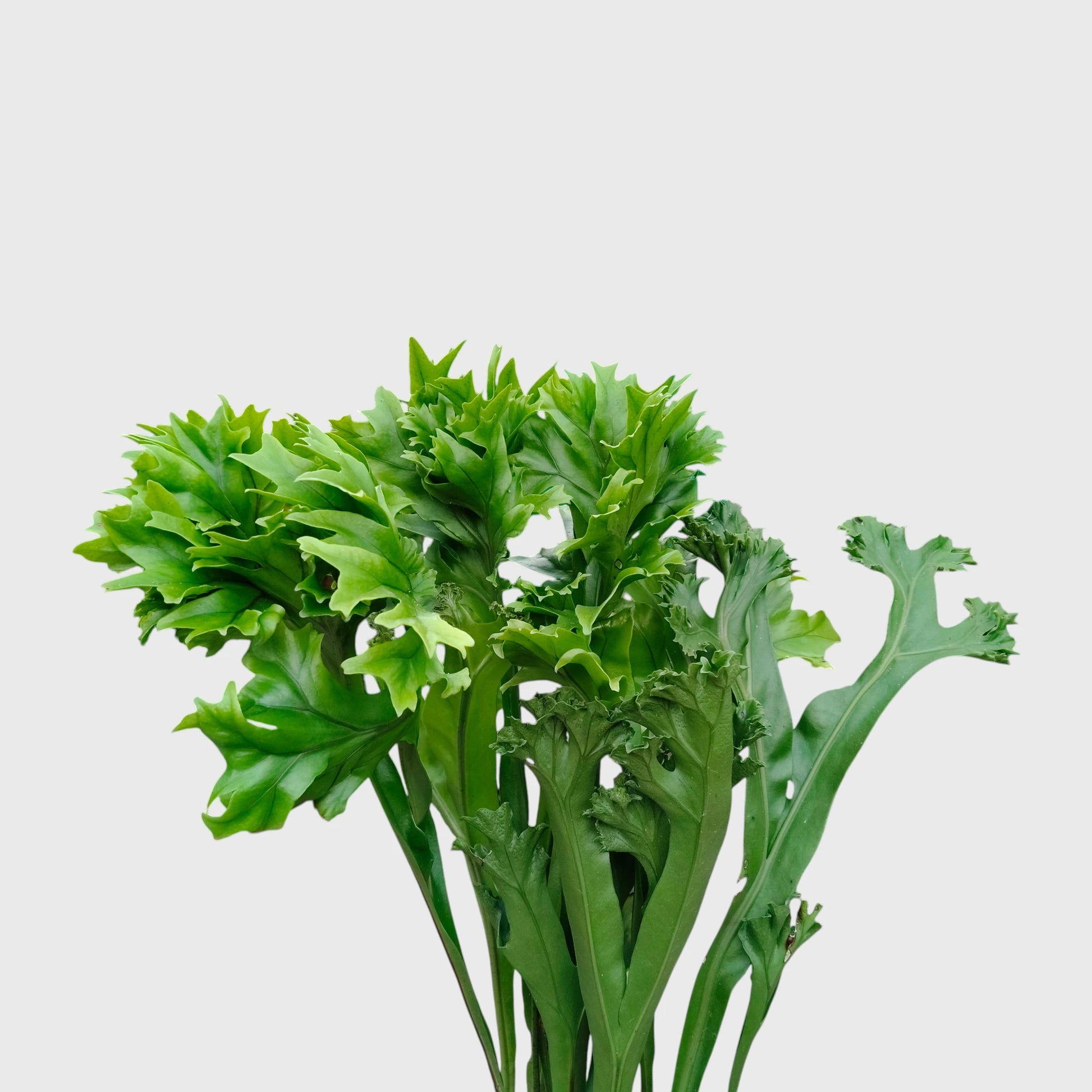 Green Flame Fern (Microsorum punctatum) – Lush Tropical Indoor Fern