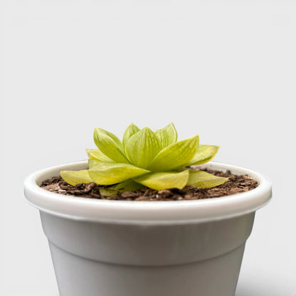 Golden Yellow Haworthia Cymbiformis Rare Variegated Succulent Plant | Perfect for Indoor Collections | Bare Rooted