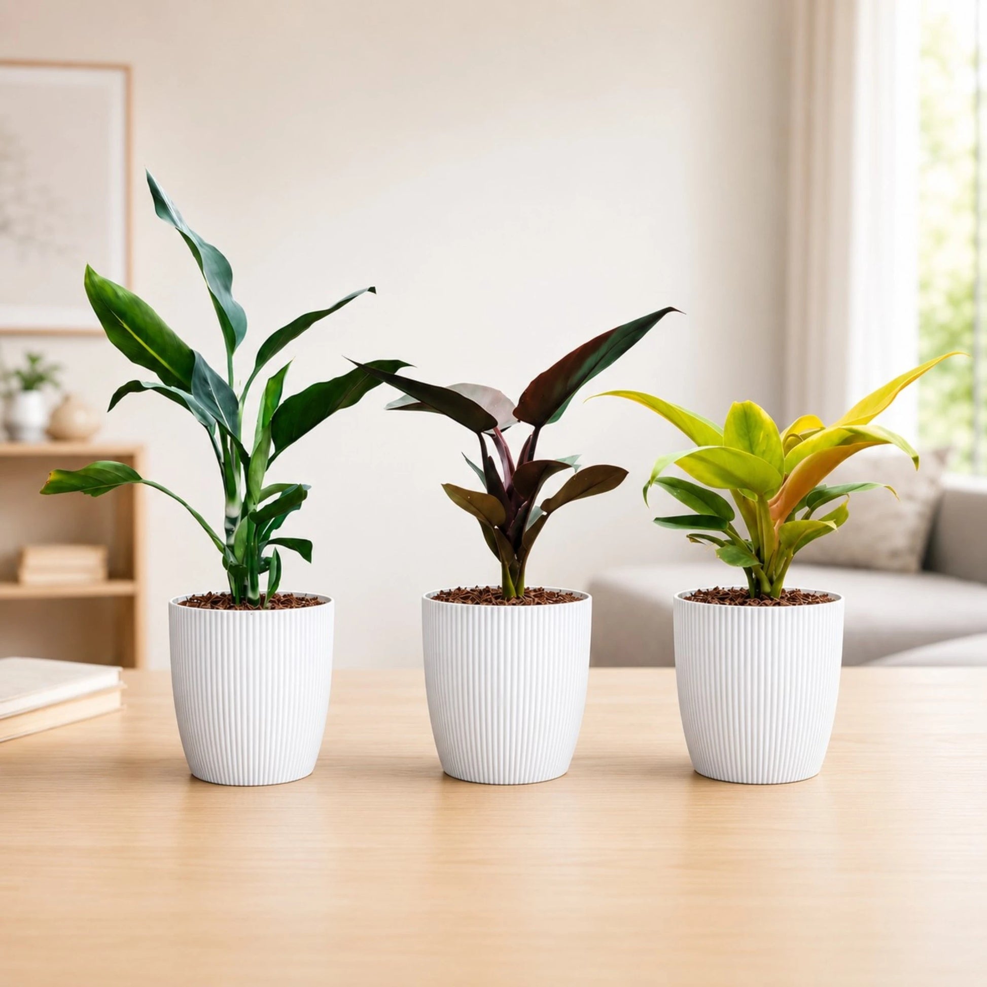 Rare Indoor House Plants Combo Set of 3 | Well Rooted Mature Plants