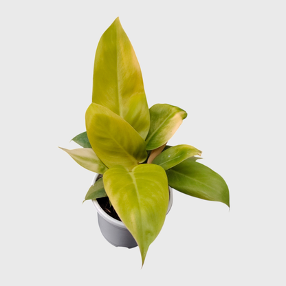 Golden leaf Philodendron for home decor