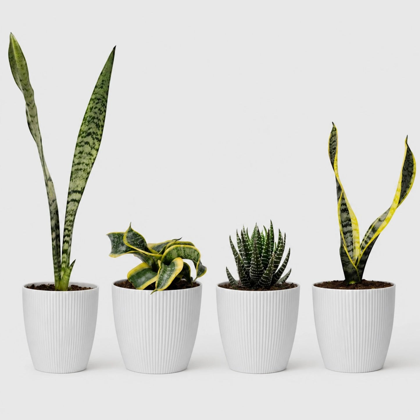 Rare Air Purifying Indoor Plants Collection | 4 Well Rooted House Plants