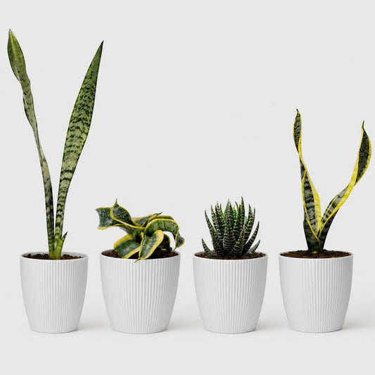 Rare Air Purifying Indoor Plants Collection | 4 Well Rooted House Plants