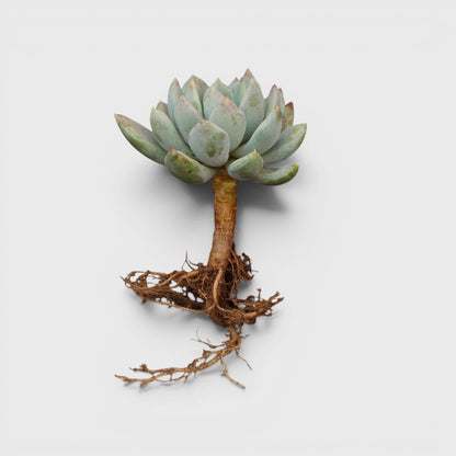 Pachyveria pachyphytoides “Moonstones” | Bare-Rooted – Beautiful Succulent for Home or Office