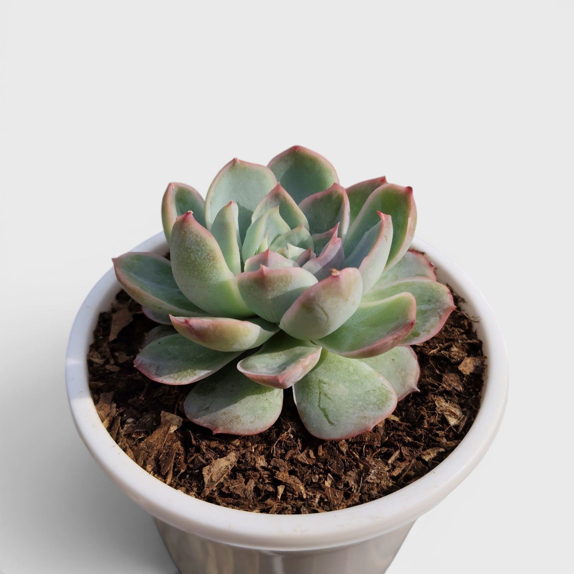 Echeveria Moon Fairy – Rare Pastel Rosette Succulent Indoor Plant | Bare Rooted