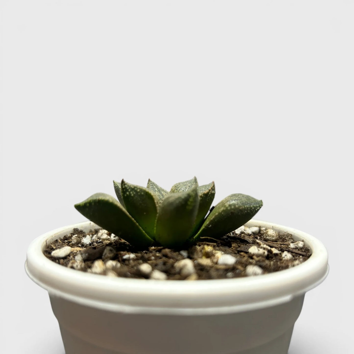 Rare Haworthia Splendens Hybrid SR001 | Seed Grown Collector Succulent | Bare Rooted