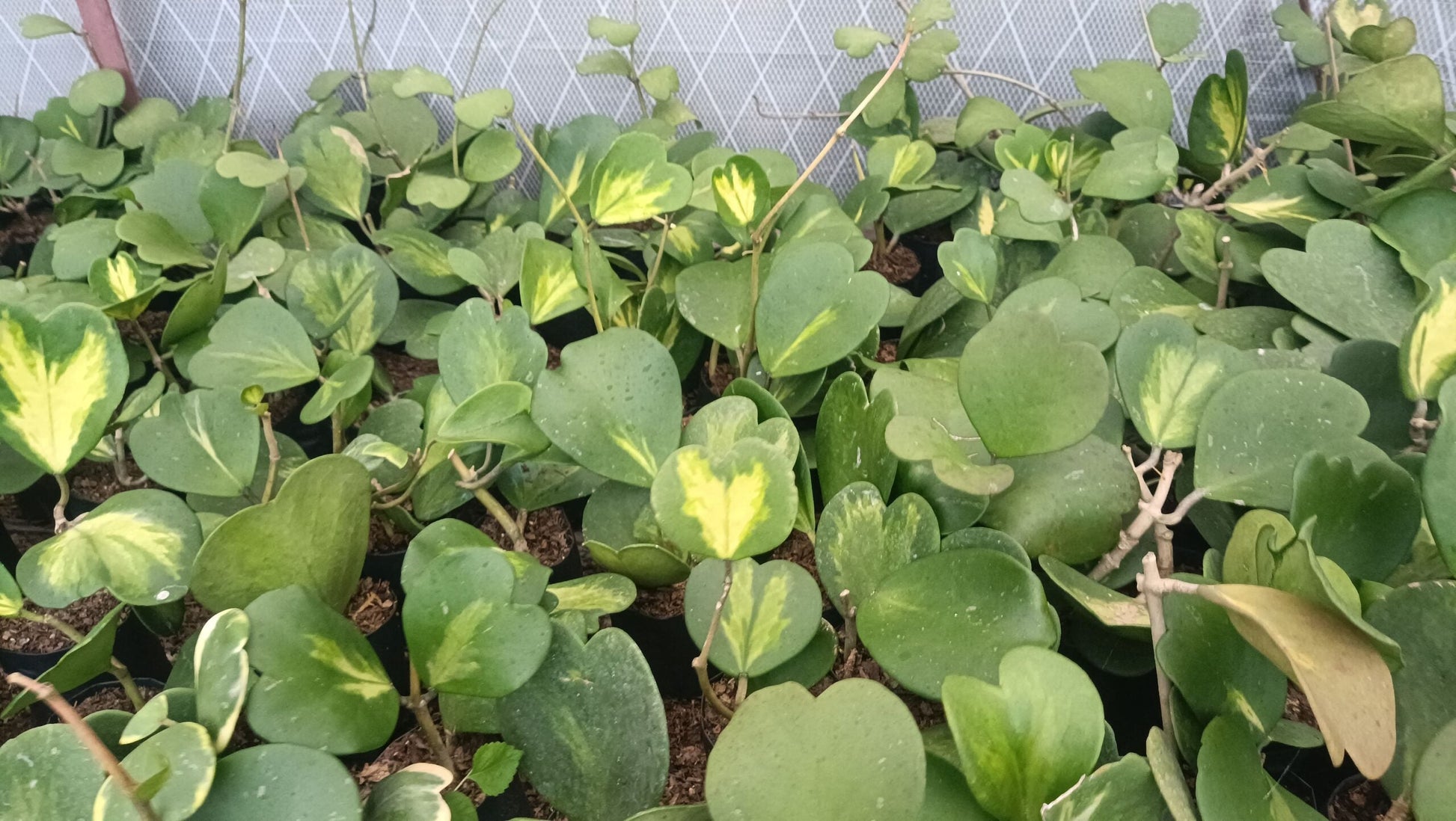 Rare Inner Variegated Hoya Heart (Hoya Kerrii) (Big Size) - Grab Yours at the Lowest Price! - My Store