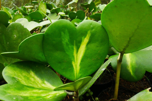 Rare Inner Variegated Hoya Heart (Hoya Kerrii) (Big Size) - Grab Yours at the Lowest Price! - My Store