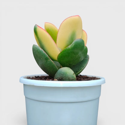 Rare Golden Crassula Ovata Maruba Variegated Tricolor | Well Rooted Mature Lucky Jade Plant