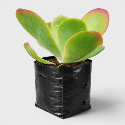 Rare Kalanchoe Flapjack (Paddle Plant) | Well Rooted Mature Succulent