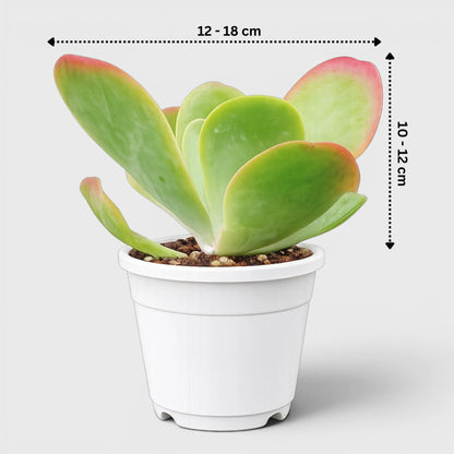 Rare Kalanchoe Flapjack (Paddle Plant) | Well Rooted Mature Succulent