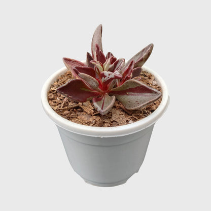 Lenophyllum Guttatum – Rare Speckled Succulent Plant with Premium Coloration | Bare Rooted