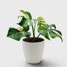 Rare Monstera Aurea Variegated | Premium Variegated Monstera Live Plant