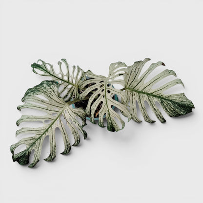 Rare Monstera 'Devil Monster' – Giant Fenestrated Monstera