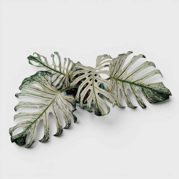 Monstera Devil