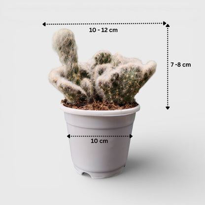 Rare crested Opuntia Vestita Cristata cactus for collectors