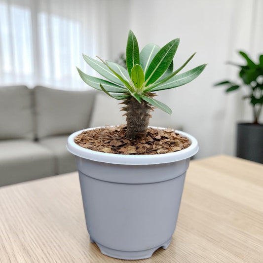 Pachypodium Eburneum – Rare Madagascar Palm Plant | Exotic Caudex Indoor Plant | Bare Rooted