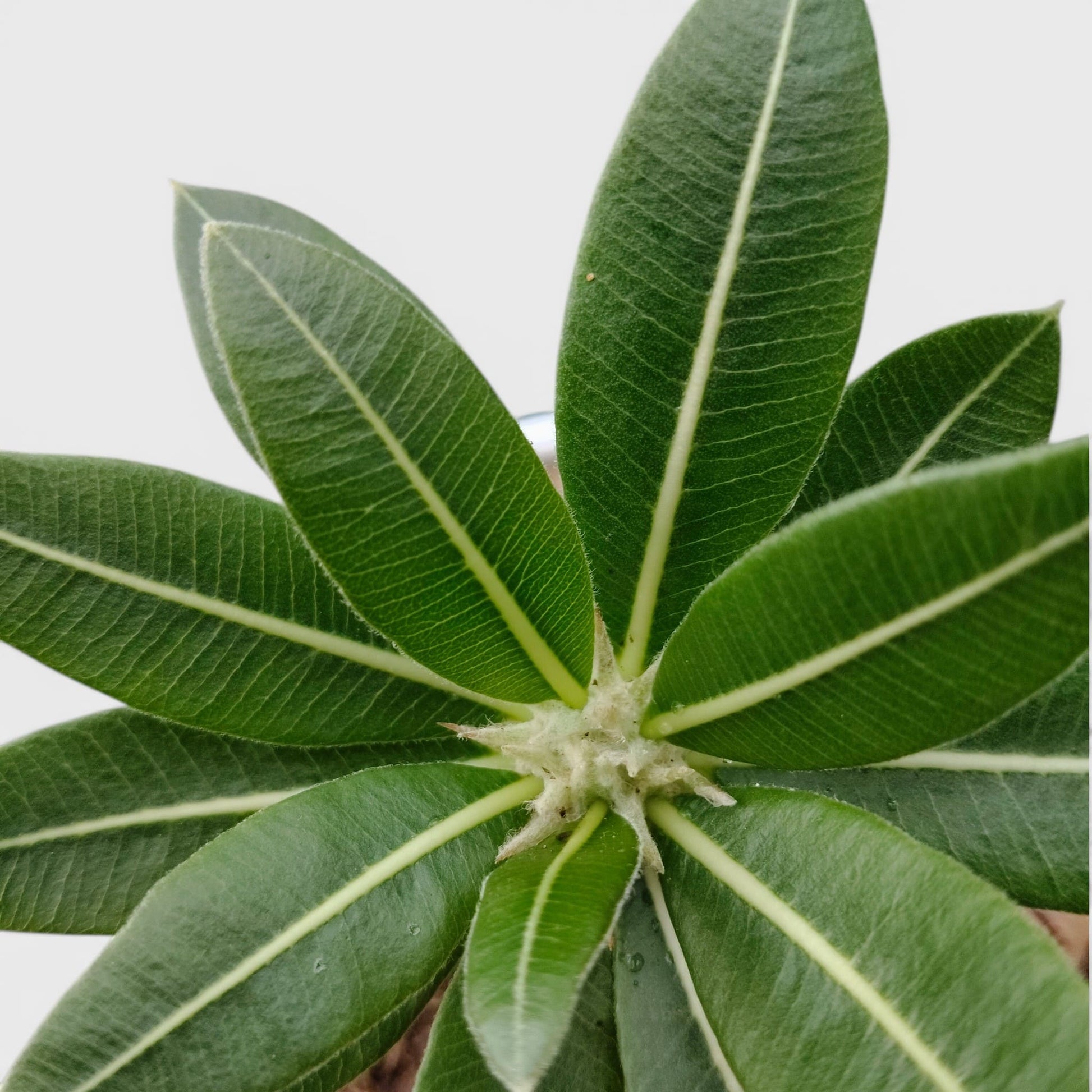 Pachypodium Eburneum – Rare Madagascar Palm Plant | Exotic Caudex Indoor Plant | Bare Rooted