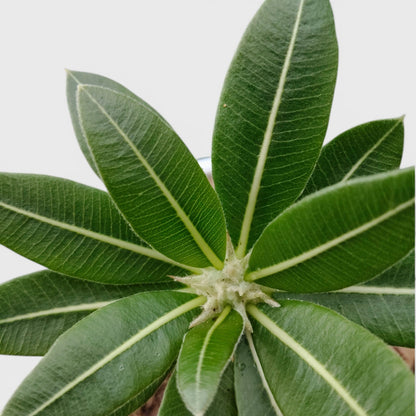 Pachypodium Eburneum – Rare Madagascar Palm Plant | Exotic Caudex Indoor Plant | Bare Rooted