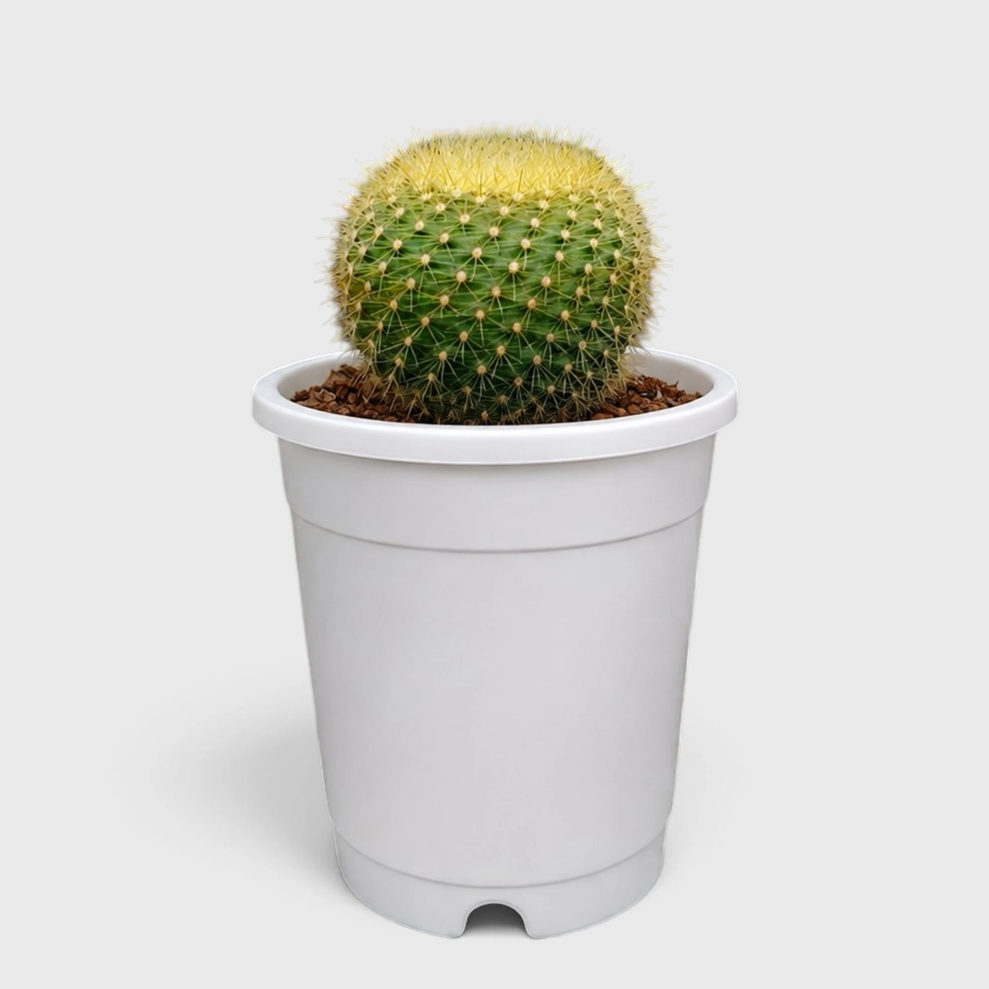 Golden Donut Cactus Hybrid (Parodia graessneri) | Rare Flowering Live Cactus