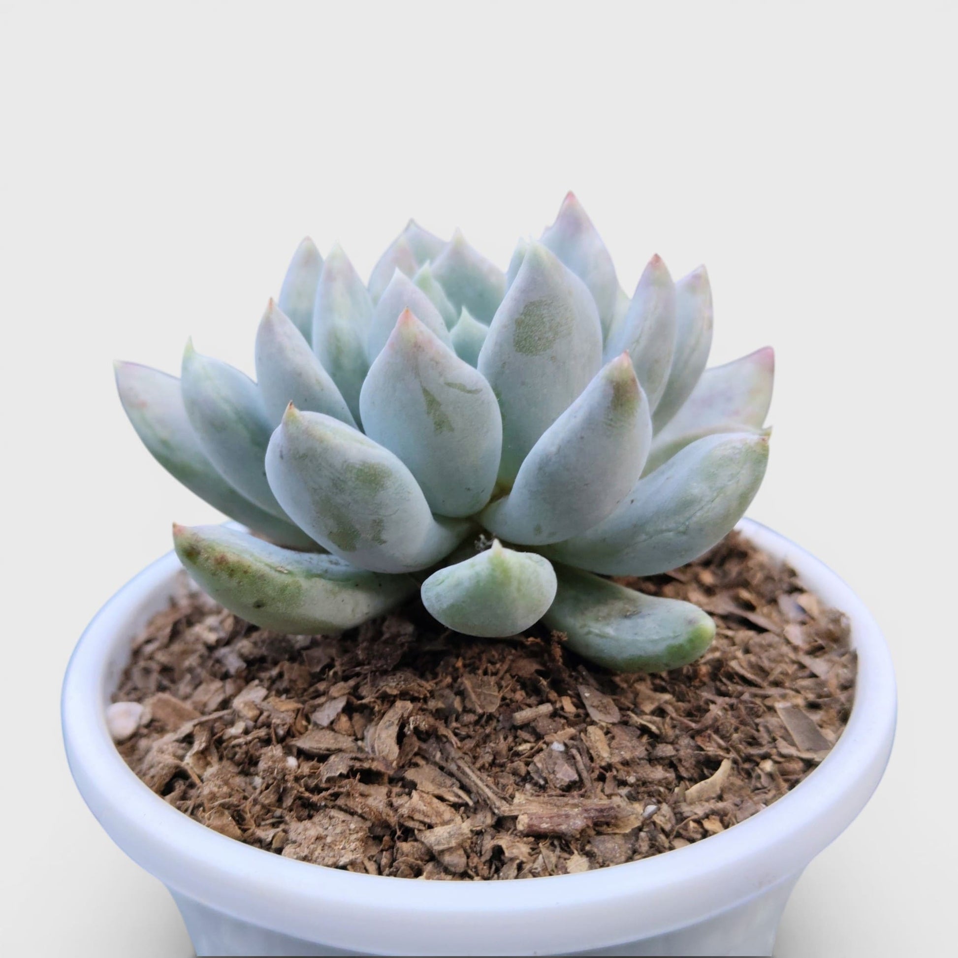Pachyveria pachyphytoides “Moonstones” | Bare-Rooted – Beautiful Succulent for Home or Office