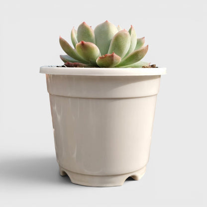 Echeveria Moon Fairy – Rare Pastel Rosette Succulent Indoor Plant | Bare Rooted