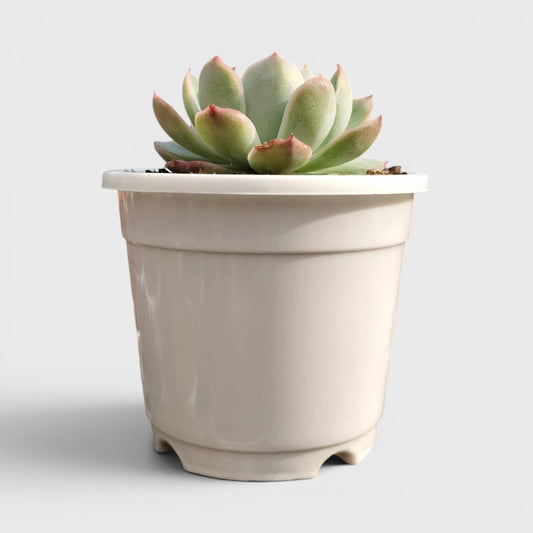 Echeveria Moon Fairy – Rare Pastel Rosette Succulent Indoor Plant | Bare Rooted