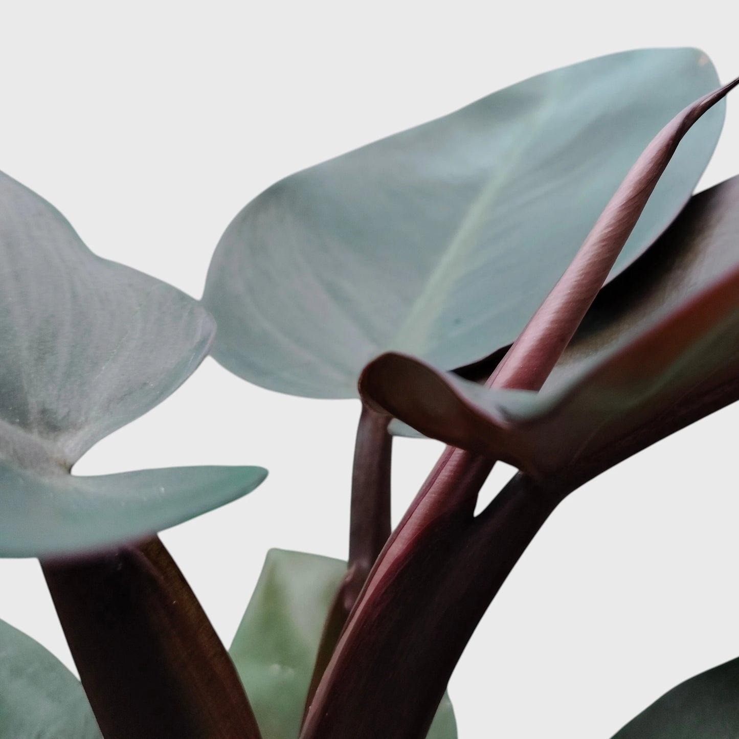 Rare Philodendron Black Cardinal | Well Rooted Mature Indoor Plant