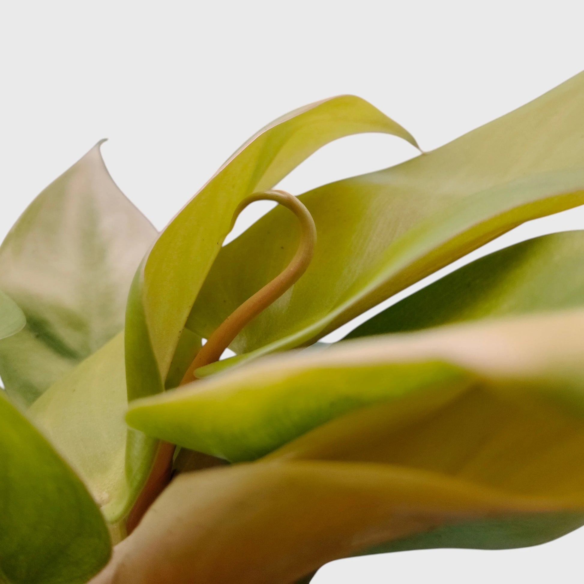 Rare Philodendron Golden Melinonii indoor plant
