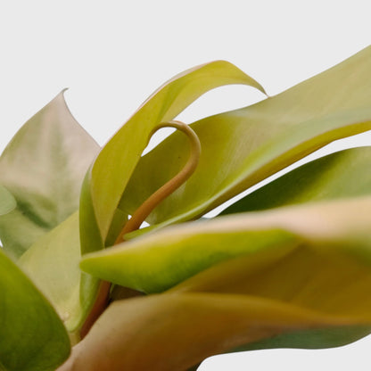 Rare Philodendron Golden Melinonii indoor plant
