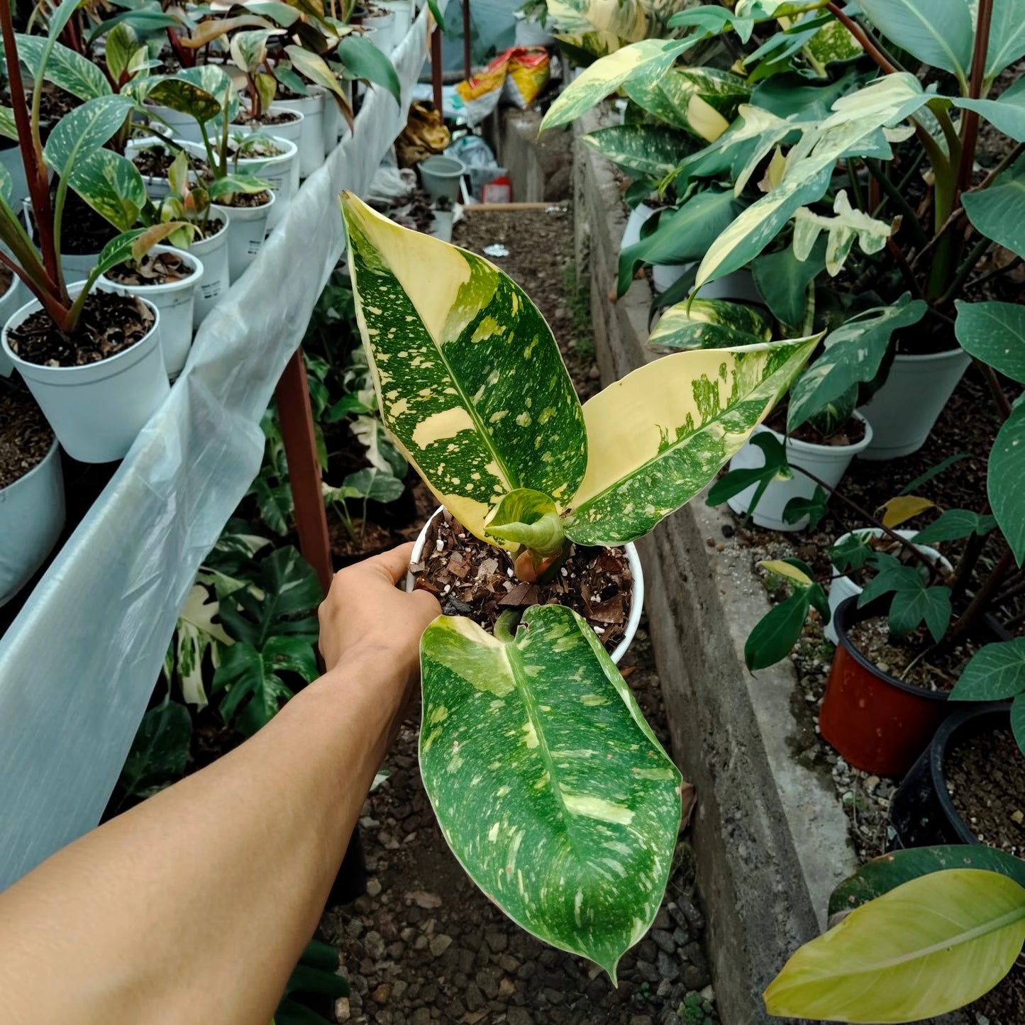Rare Philodendron Green Congo Aurea Variegated – Golden Variegated Self-Heading Collector Aroid