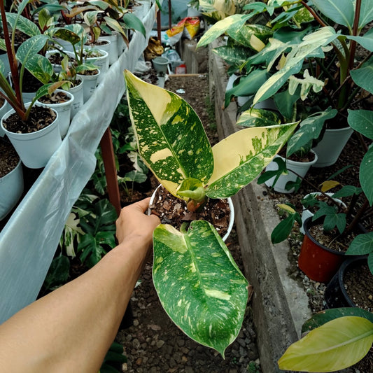 Rare Philodendron Green Congo Aurea Variegated – Golden Variegated Self-Heading Collector Aroid