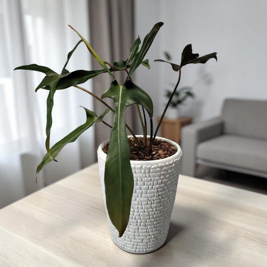 Philodendron Longilobatum – Rare Indoor Foliage Plant | Bare Rooted