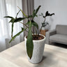 Philodendron Longilobatum – Rare Indoor Foliage Plant | Bare Rooted