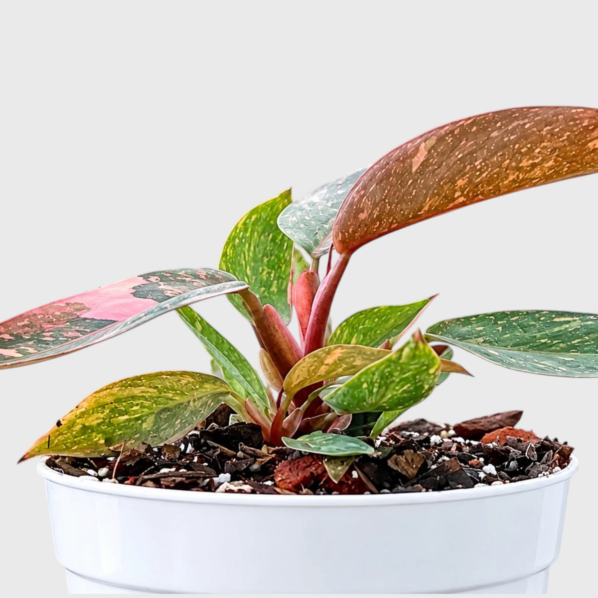 Philodendron Orange Princess – Rare Variegated Plant with Pot