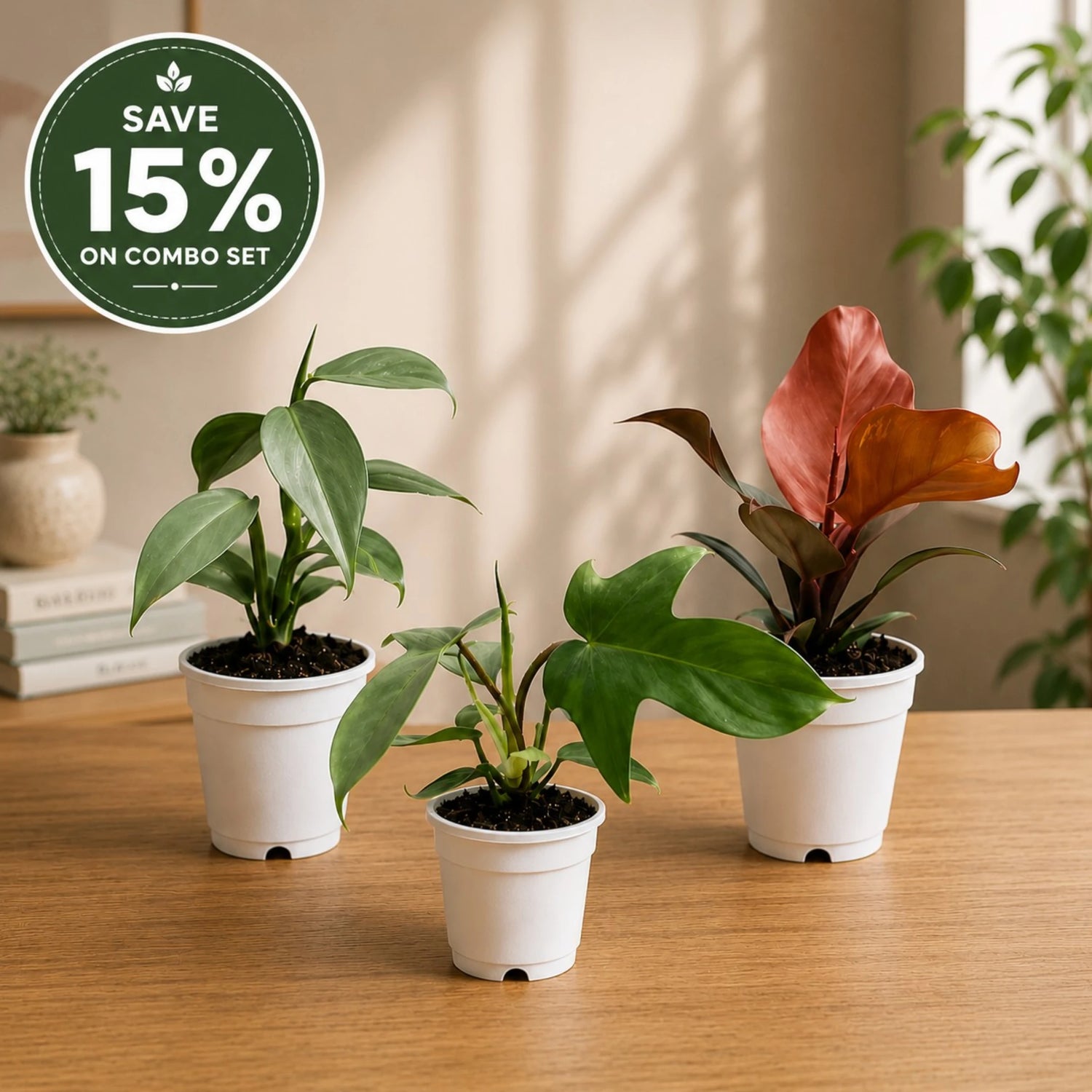 Rare Philodendron Combo Pack of 3 | Silver Sword, Florida Beauty & McColley's Finale