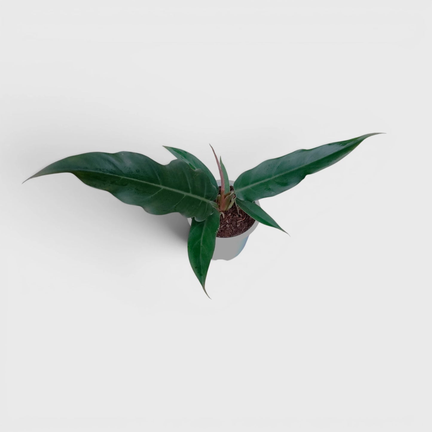 Philodendron Pluto (Choco Empress) | Rare Indoor Foliage Live Plant