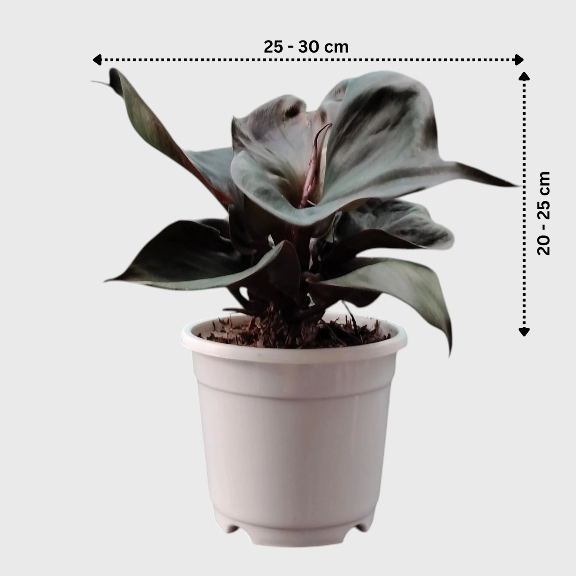 Philodendron Red Heart | Rare Well Rooted Mature Collector Plant