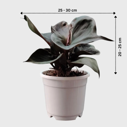 Philodendron Red Heart | Rare Well Rooted Mature Collector Plant