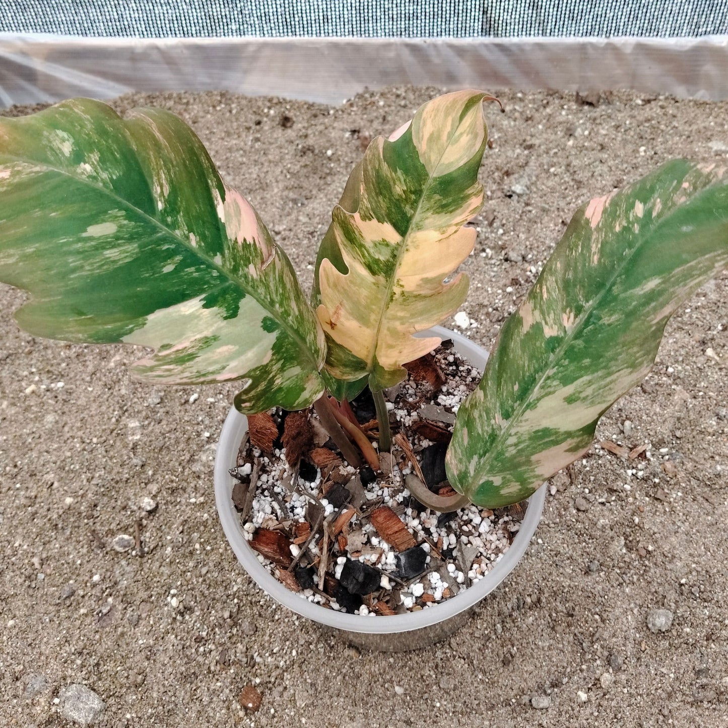 Philodendron Caramel Marble Variegated – Mature Size (6–10 Inches) Rare Collector Plant