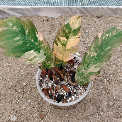 Philodendron Caramel Marble Variegated – Mature Size (6–10 Inches) Rare Collector Plant