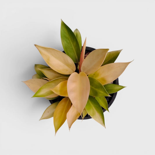 Rare Philodendron Yellow Congo 10–12 Inch Plant