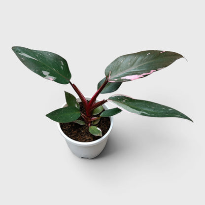 Philodendron Pink Princess | Rare Pink Variegated Mature Live Plant