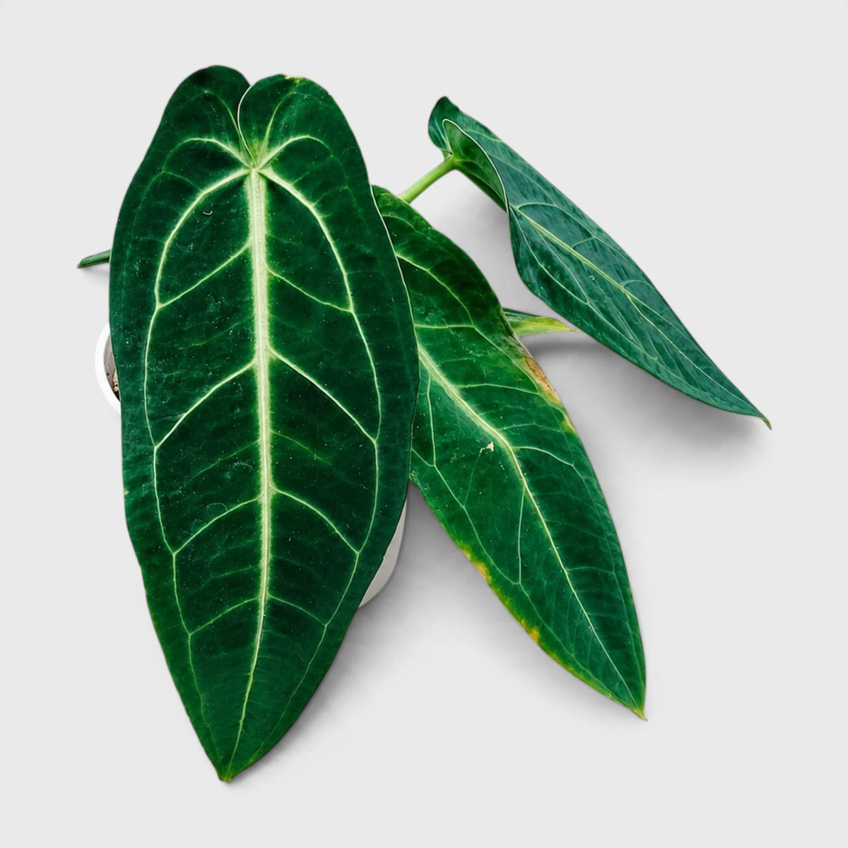 Anthurium Queen Warocqueanum – Rare Large Dark Leaf Collector Plant with Pot