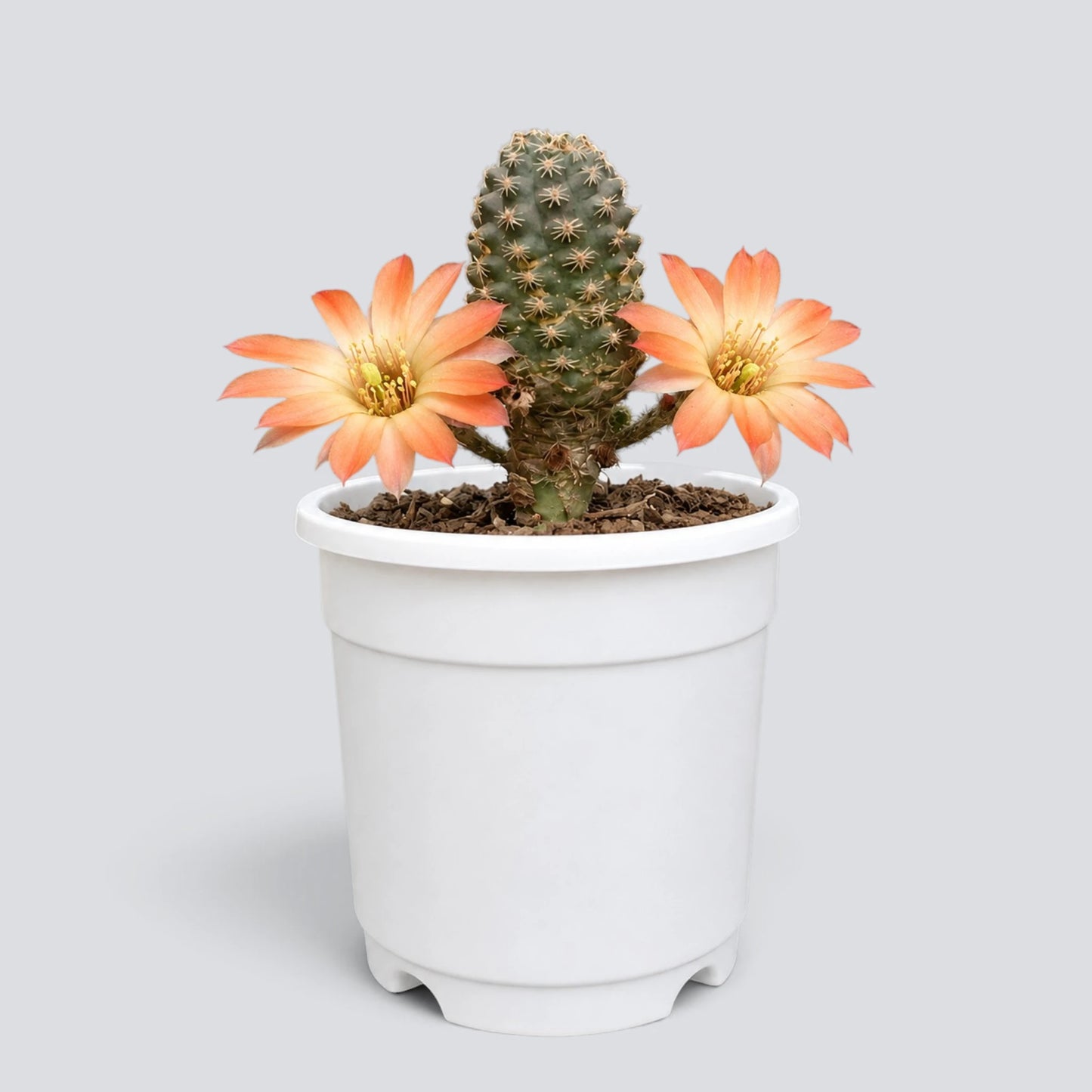 Rare Rebutia gracilispina Live Cactus