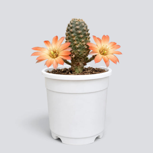 Rebutia gracilispina | Rare Flowering Collector Cactus