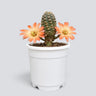 Rebutia gracilispina | Rare Flowering Collector Cactus