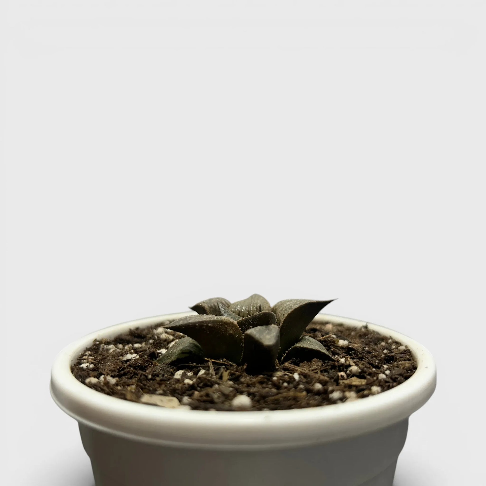 Rare Haworthia Retusa x Splendens Hybrid SR001 | Seed Grown Collector Hybrid Succulent | Bare Rooted