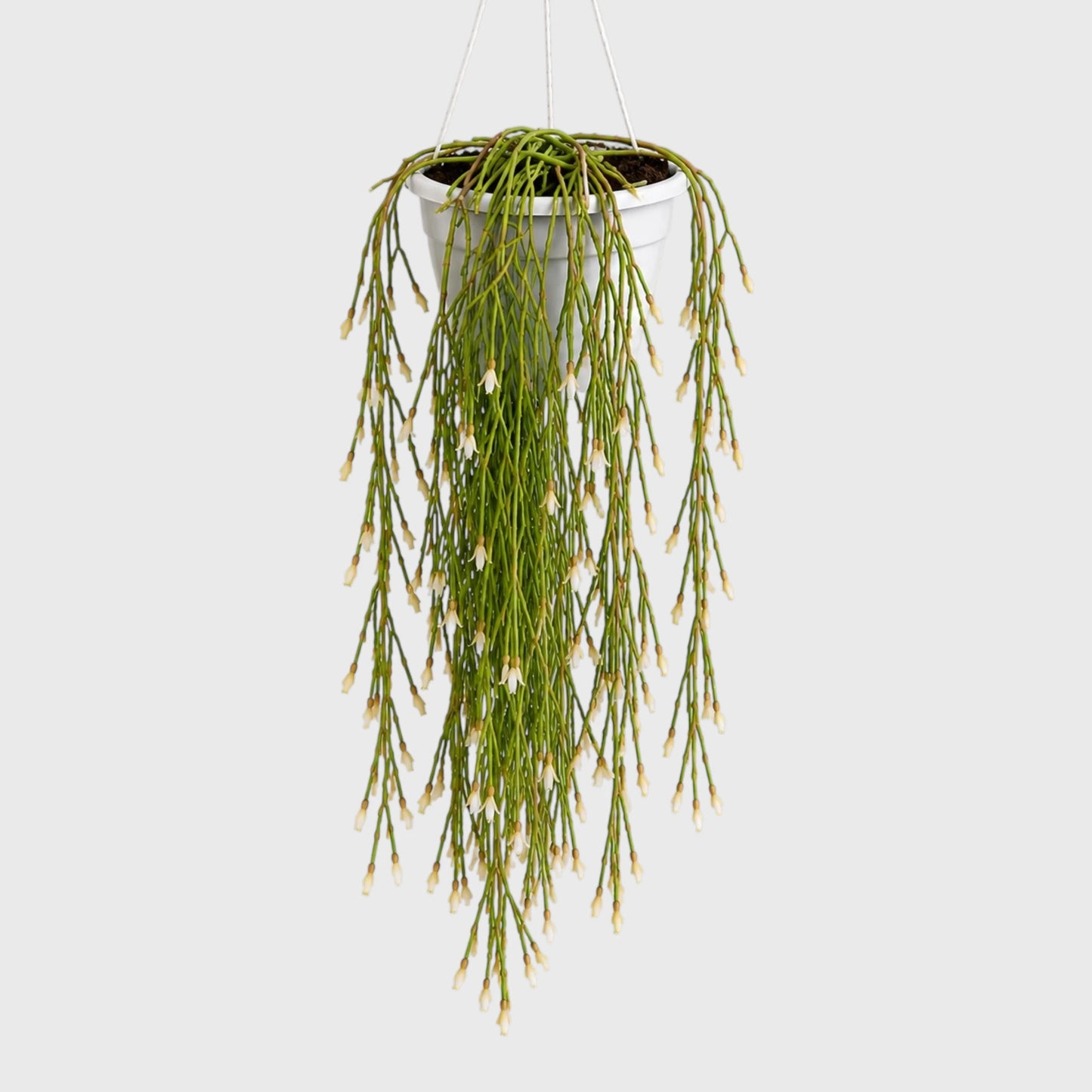 Mistletoe Cactus (Rhipsalis baccifera) | Well Rooted Mature Hanging Succulent Plant