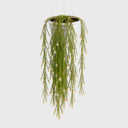 Mistletoe Cactus (Rhipsalis baccifera) | Well Rooted Mature Hanging Succulent Plant